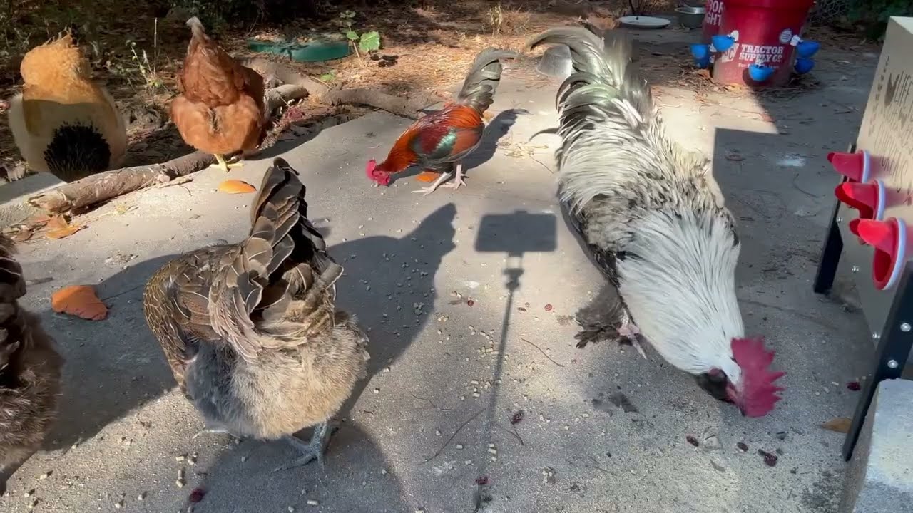 Plentiful Pecking Party! 🐓😋🍴