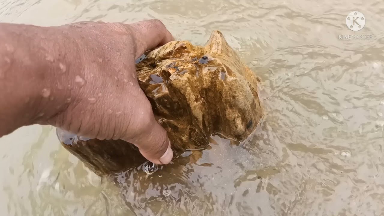 KAYU JADI BATU.?,  JUTAAN TAHUN PROSES ALAMNYA..