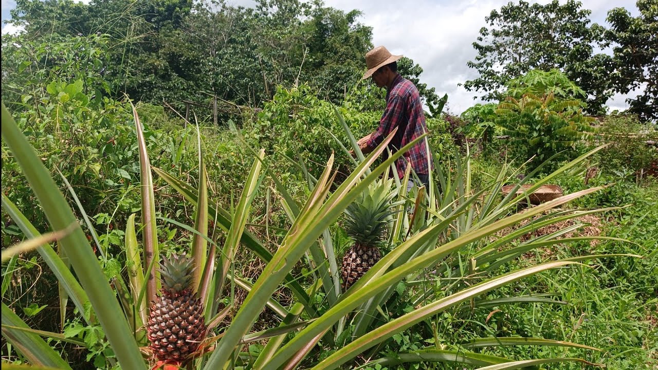 What Can You Make With Coconut and chilli? 