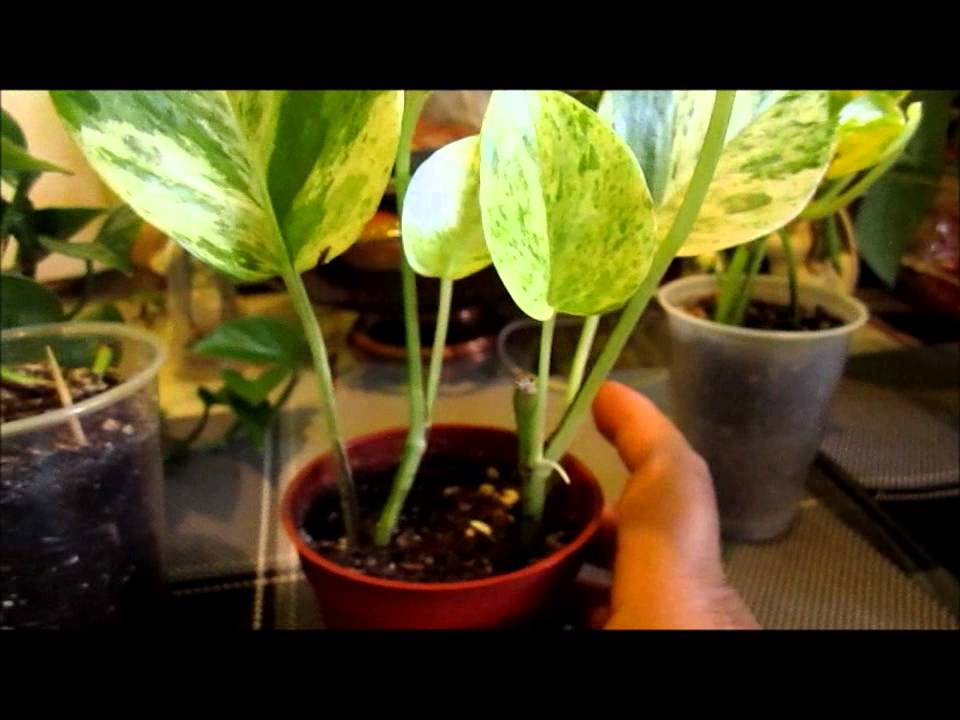Rooting Pothos plant