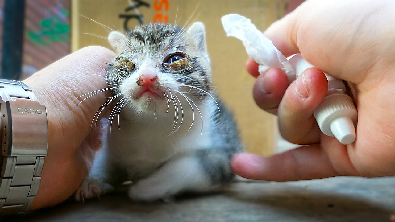 Found Alone, This Kitten Won't Stop Meowing for a Mama Cat.  | A Heartwarming Rescue Story
