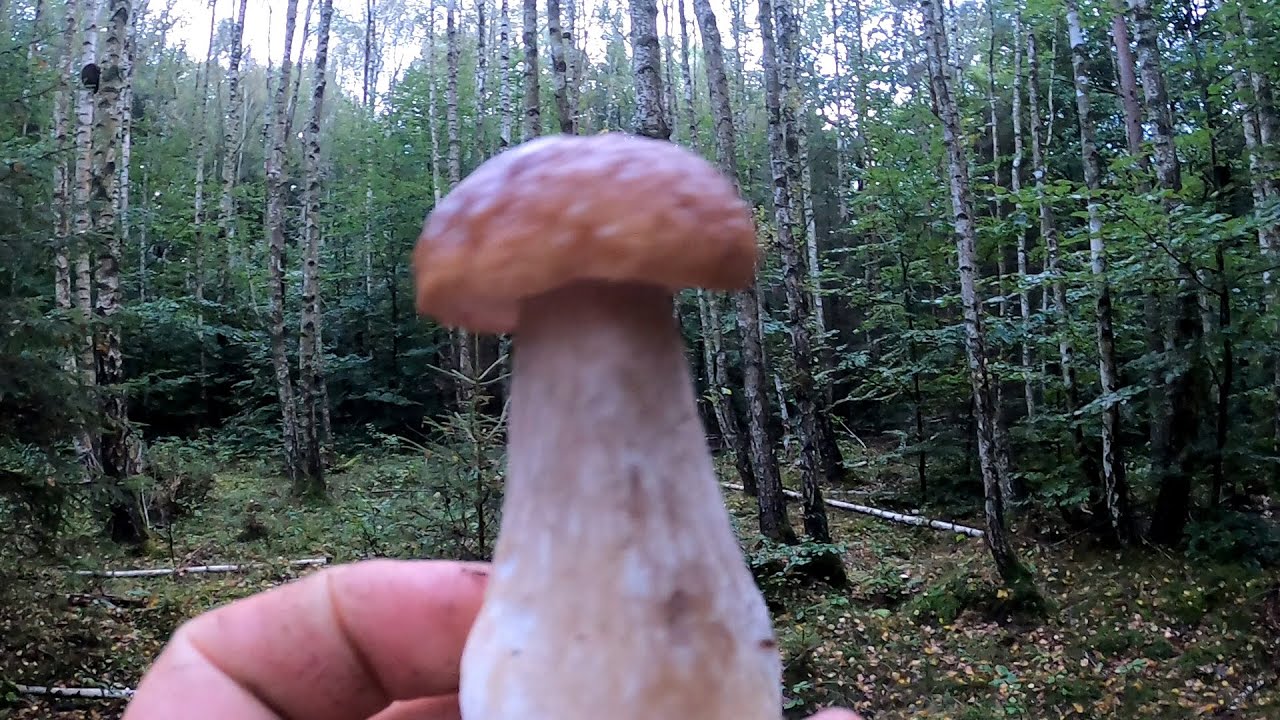Starokrakowski Las Borowikowe spotkanie
