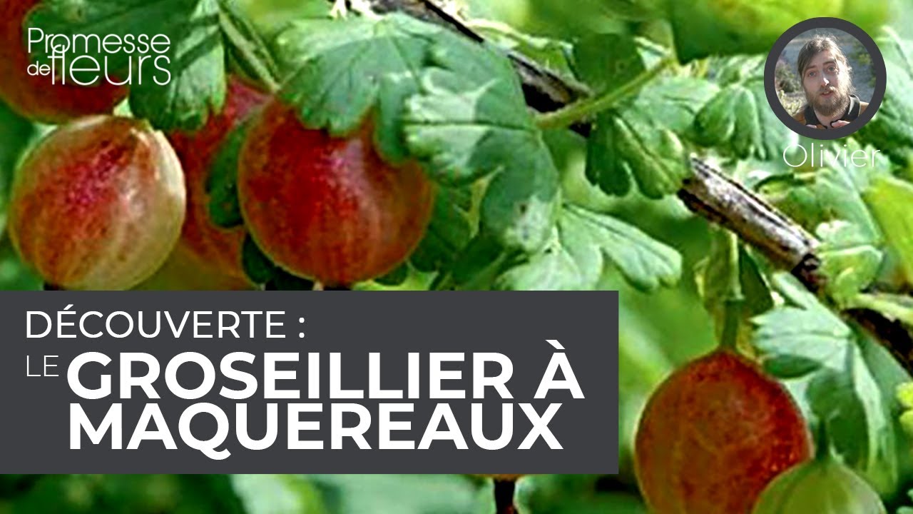 Découverte : Le groseillier à maquereaux