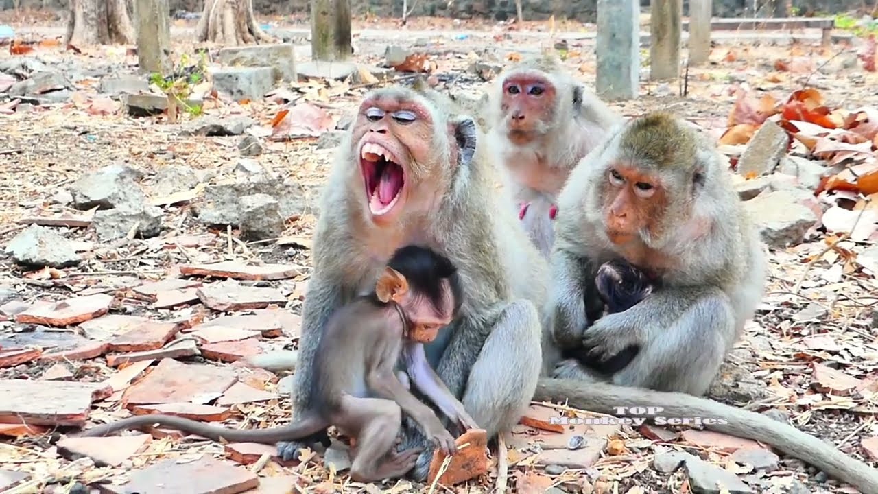 Monkey baby Rain not want get-away from his beloved monkey mummy Rany