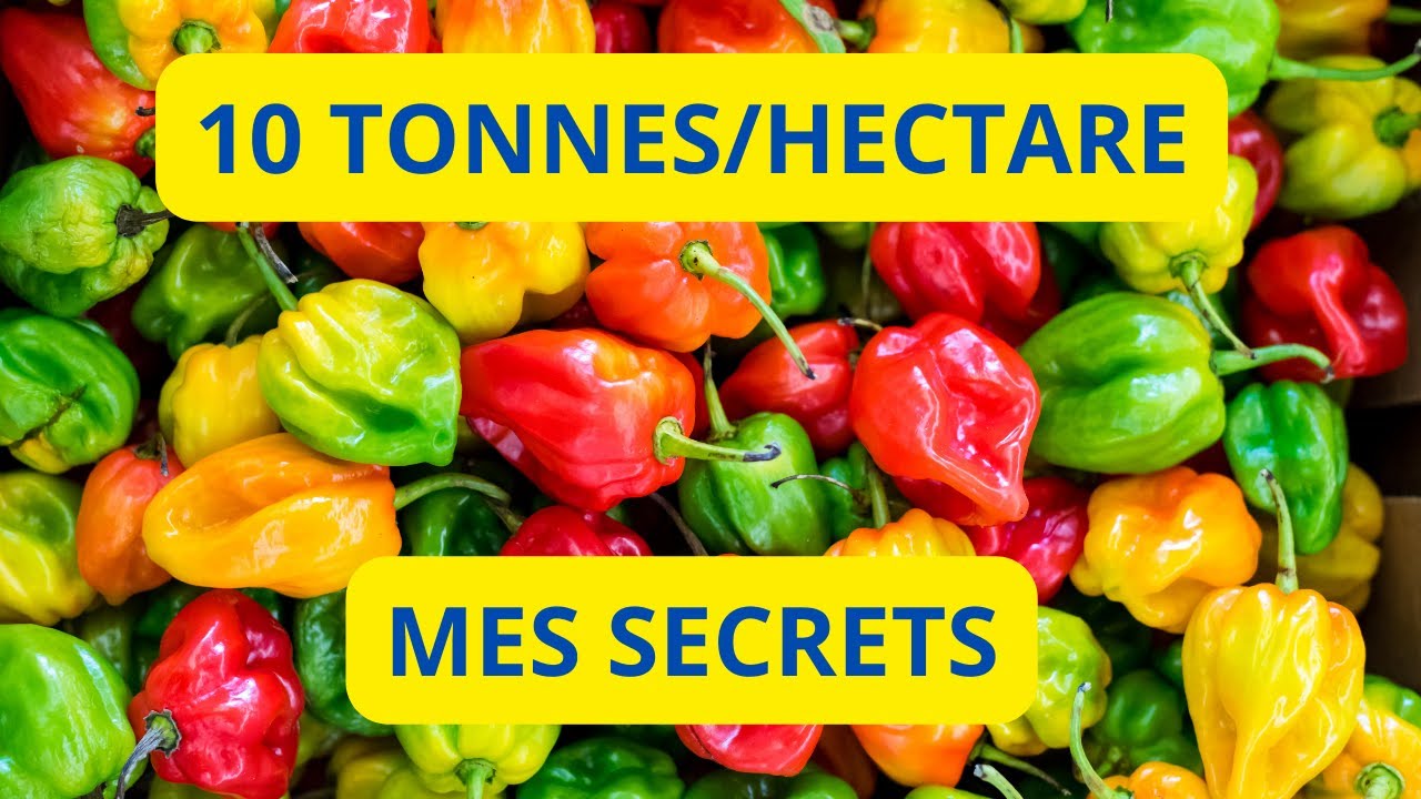10 TONNES DE PIMENT PAR HECTARE: DECOUVREZ MES SECRETS