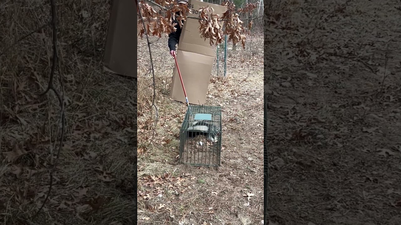 Что делать, если вы поймали скунса 