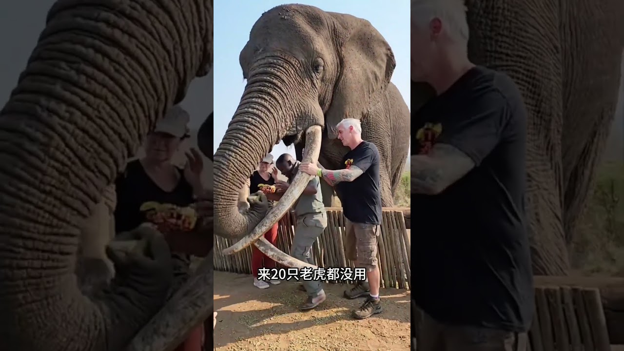 多少只老虎可以打得过非洲象？#科普 #大象 #動物世界 #動物科普