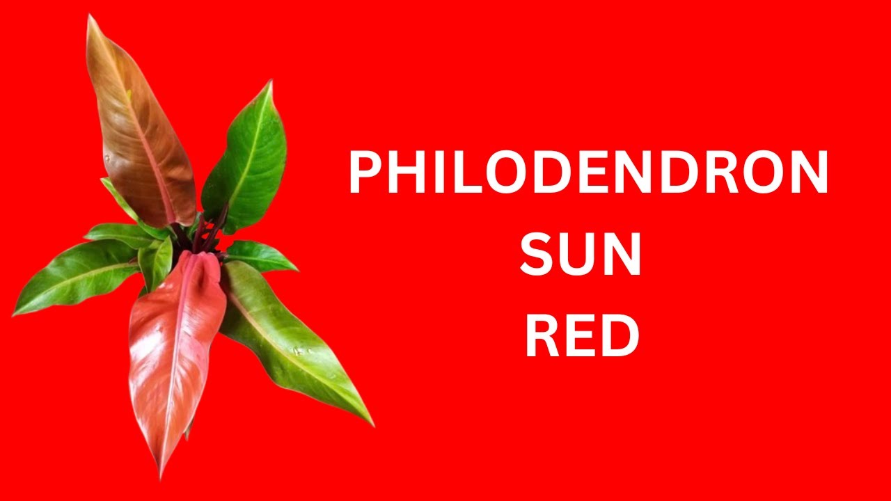 PHILODENDRON SUN RED