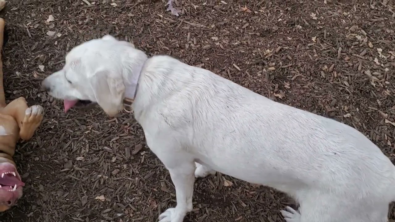 Hercules wrestling Maine! My day off, so it's his first time back to the park in a while.