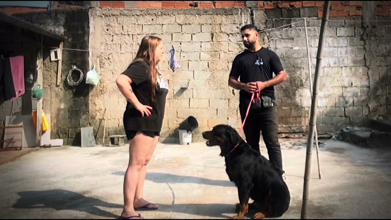 KYRA - ROTTWEILER SEM EDUCAÇÃO