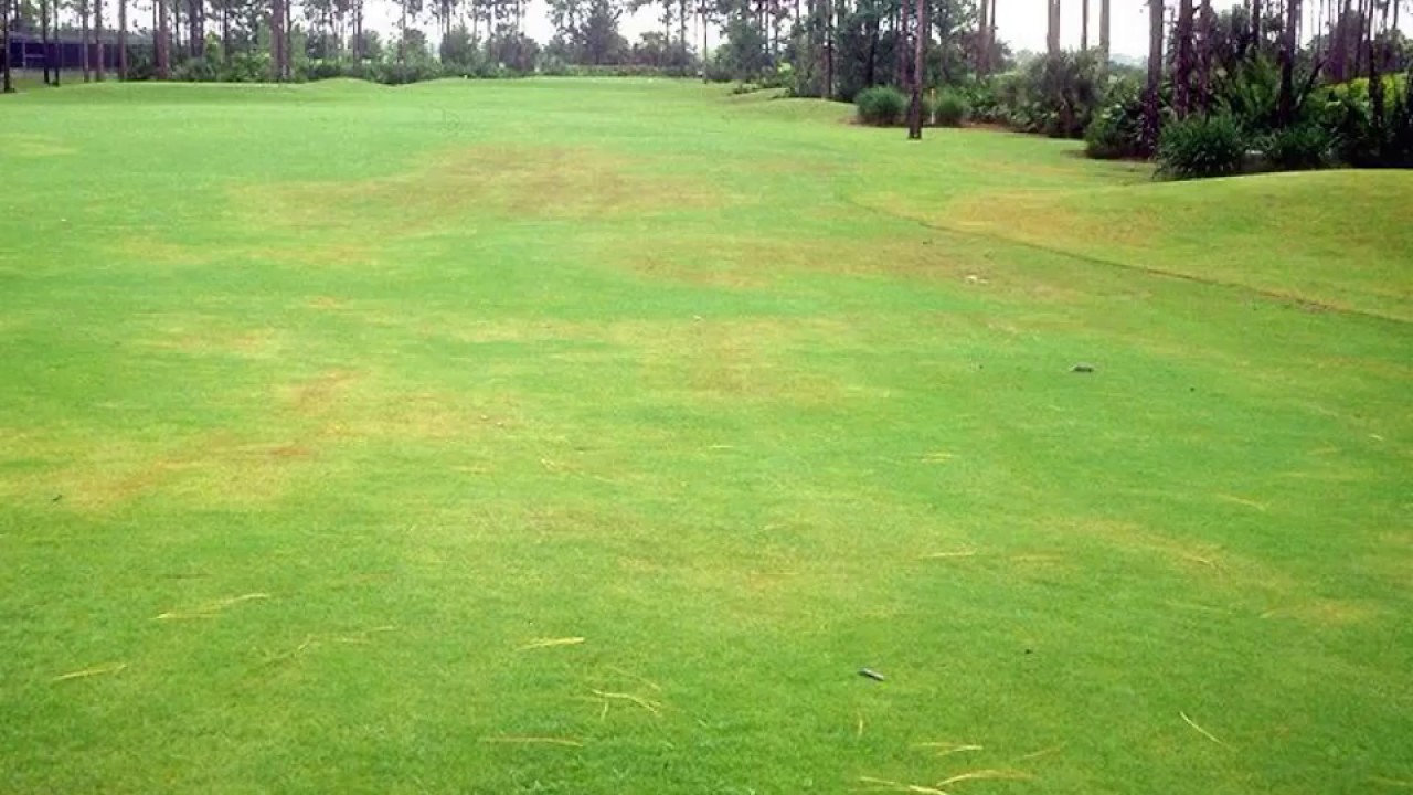 Pythium Blight