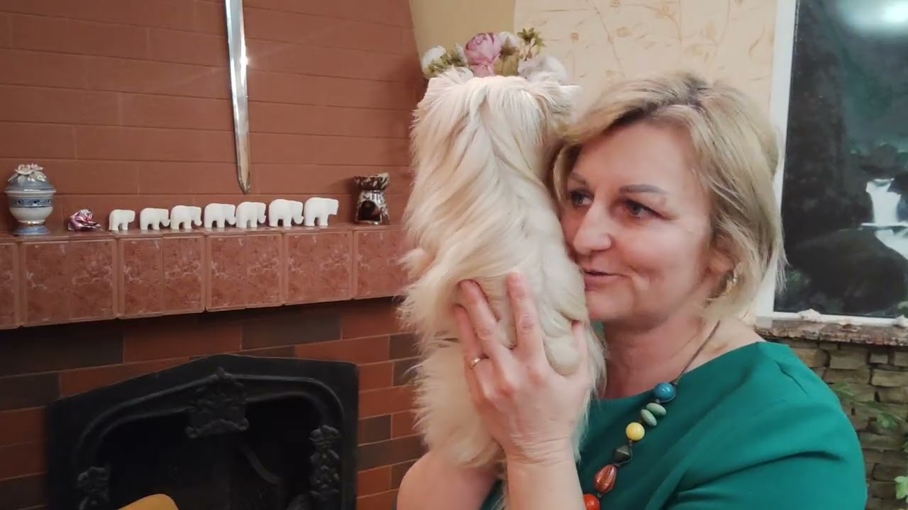 Эксклюзивный малыш🔥 шикарнейший мальчик Имбирь🥰ждём семью 🤗 Продажа доставка по миру+79788972514