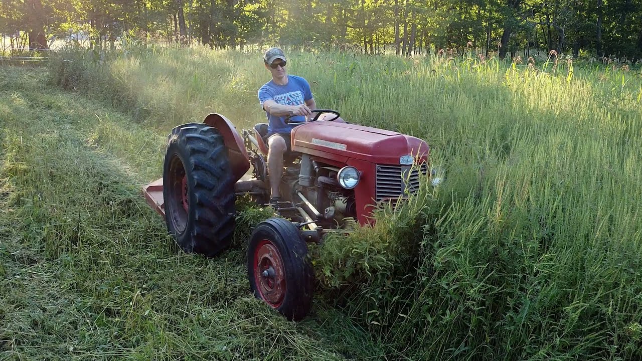 Brush Hogging TALL weeds with Massey Ferguson 35
