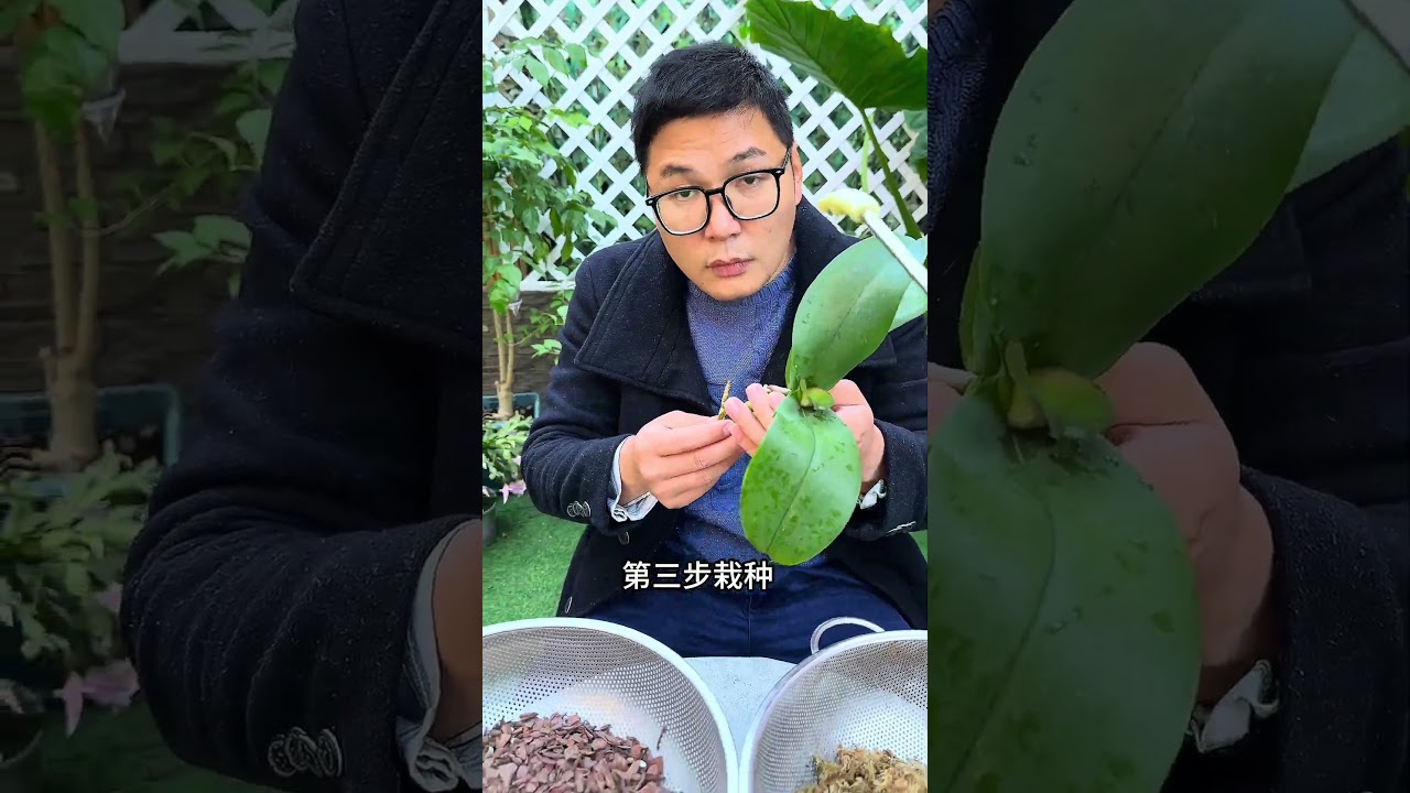 蝴蝶兰开败后别扔，用这个小方法，年年花开爆盆