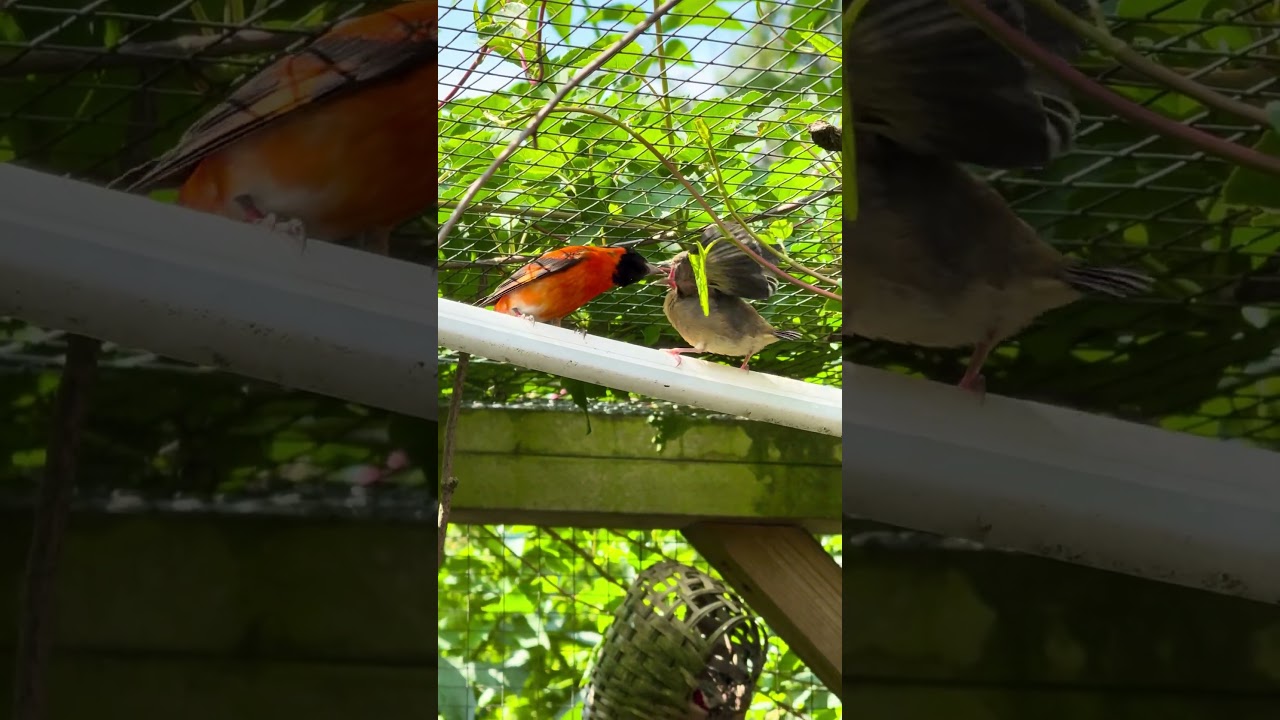 red siskin male feeding chick/fledgeling 🤩 #birds #bird #birdsavairy #aviary #birdlovers #finch