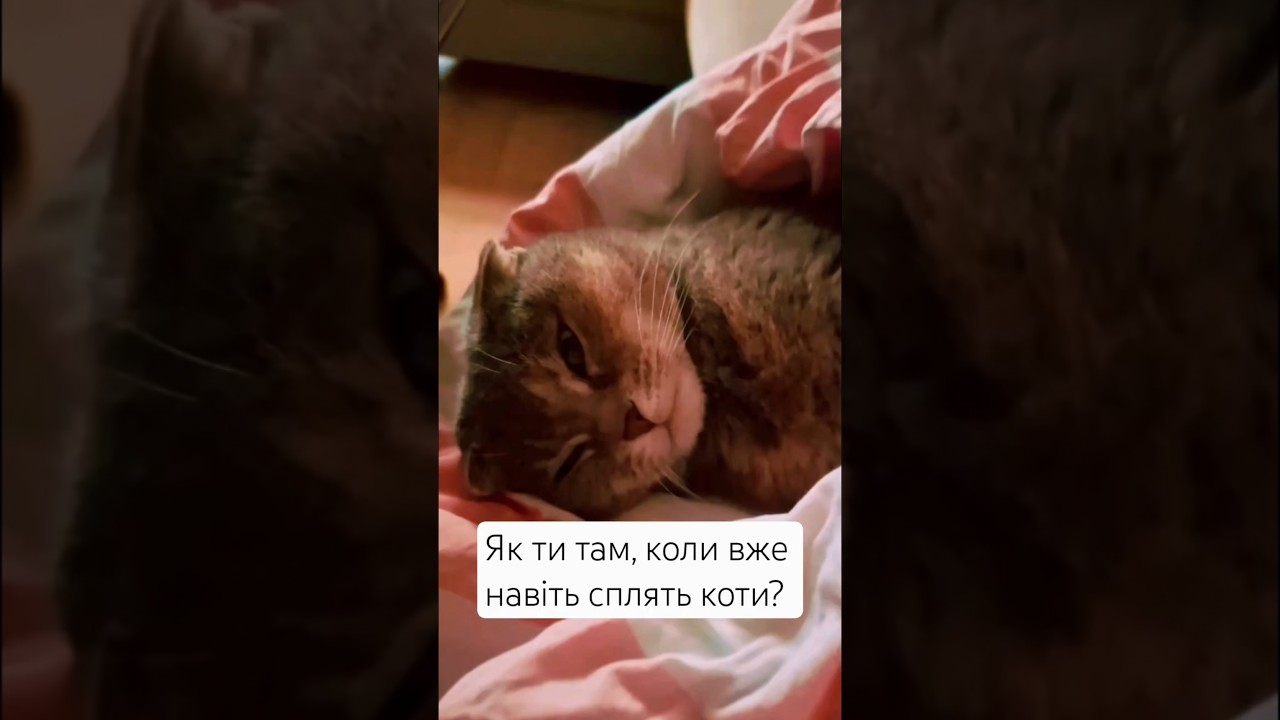 Як ти там? ORIKO SHU #ukrainianmusic #новамузика #авторськапісня #cutecat