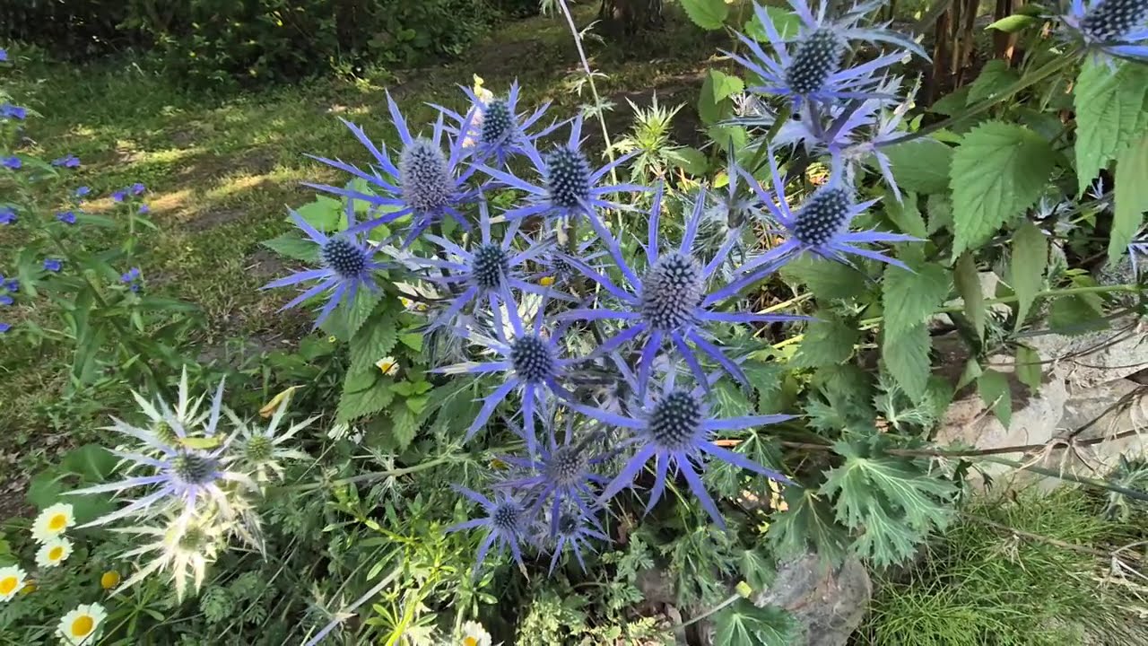 Naturgarten Rundgang mit vielen Tipps#naturgarten #wildpflanzen #bienen #insekten
