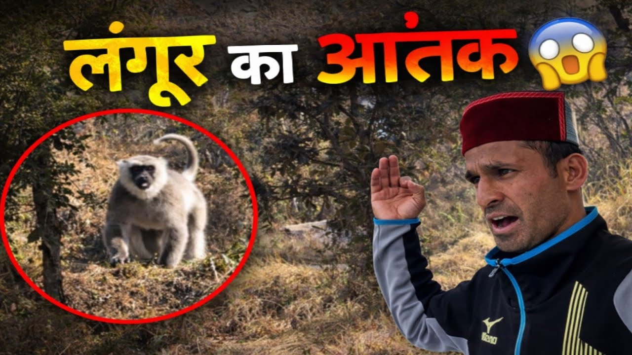 जंगल में अचानक लंगूर से सामना 😱 | गांव में लंगूर का आतंक