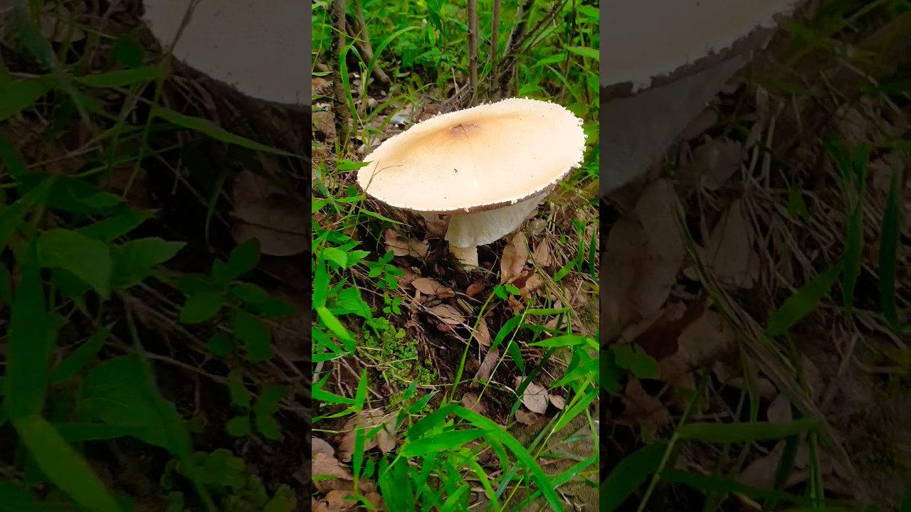 Agaricus Augustus (Choice edible) Mushroom #Mushrooms #agaricus #kapalagimmani #trend #edible #short