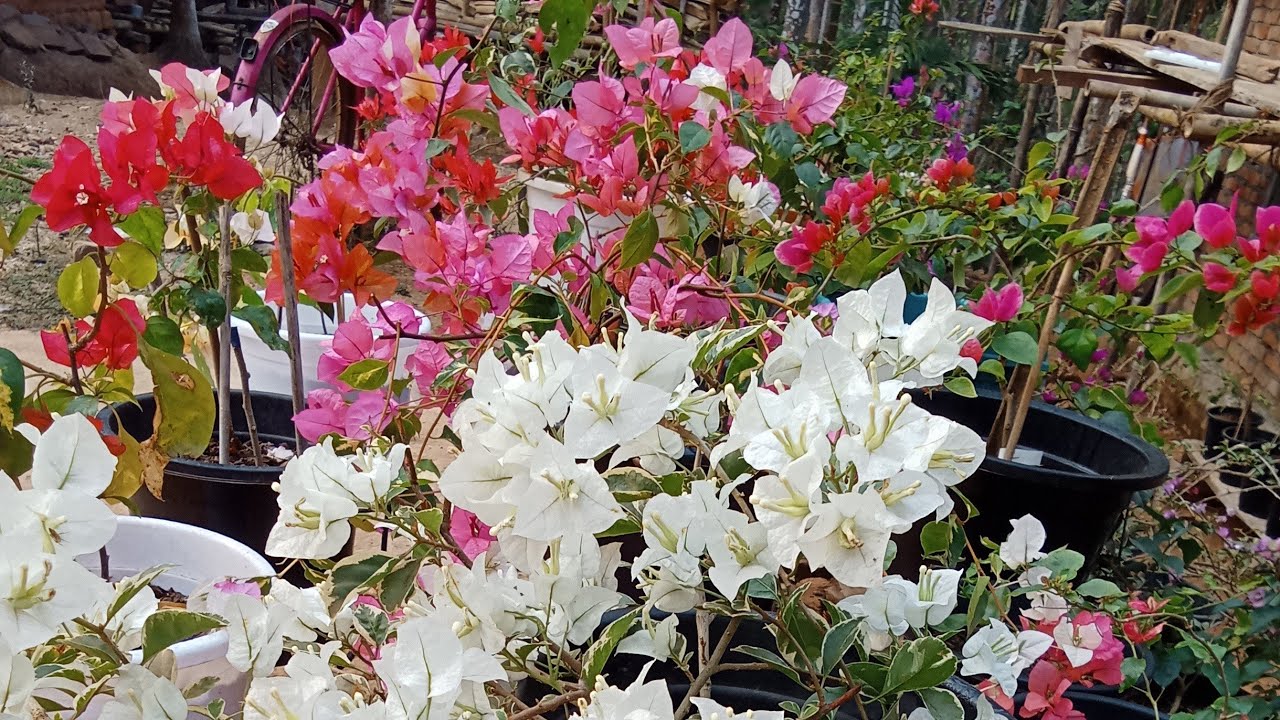 Karitango sile name balpaenga/Bougainville flowers