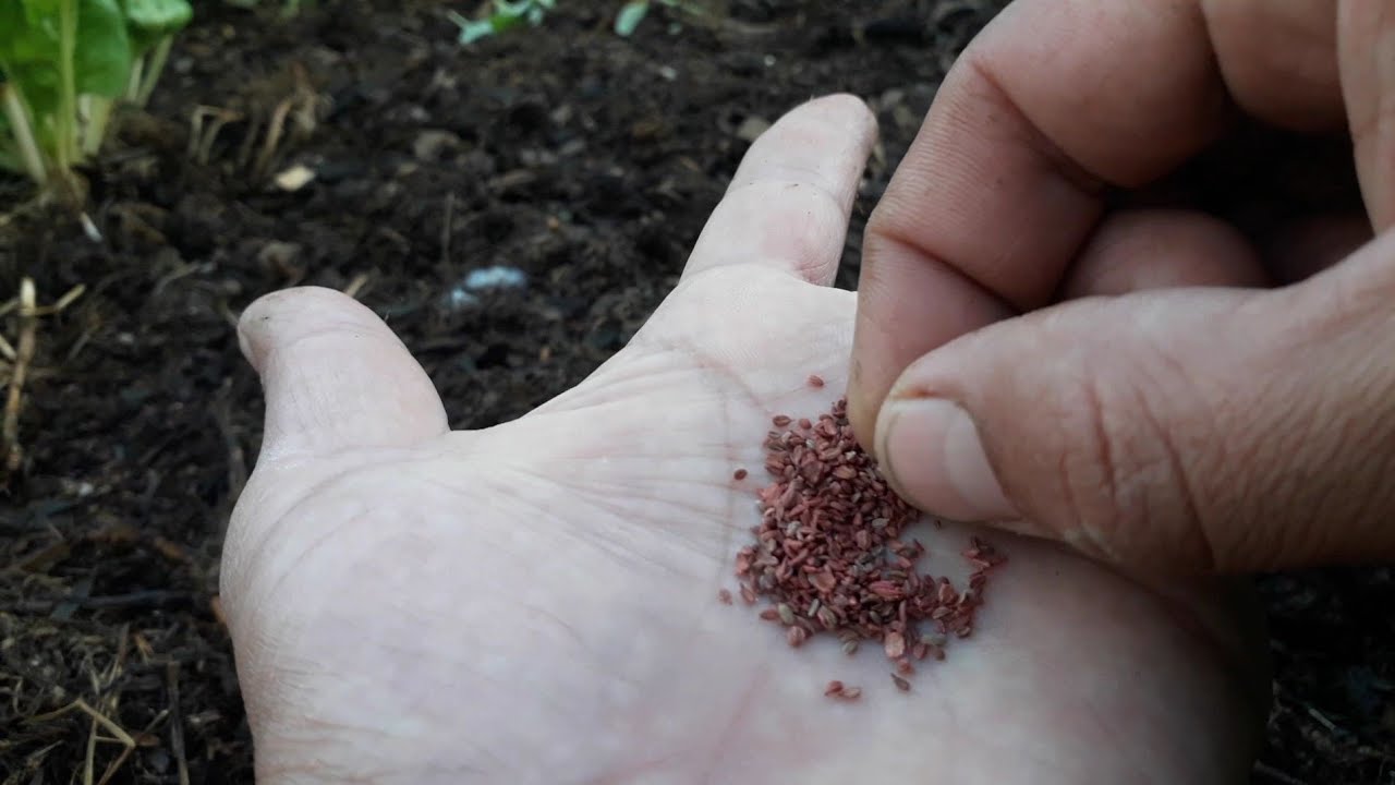 Siembra de Semillas de Zanahorias. Método Súper Sencillo. |El Huerto de Obie|