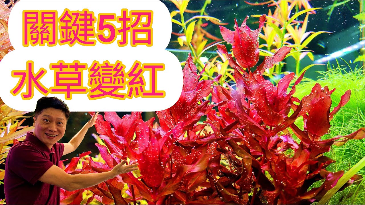 新手必看 讓紅色水草轉紅的五大關鍵 高難度水草破解大公開How to make  aquatic plnat turning red  in fish tank aquarium