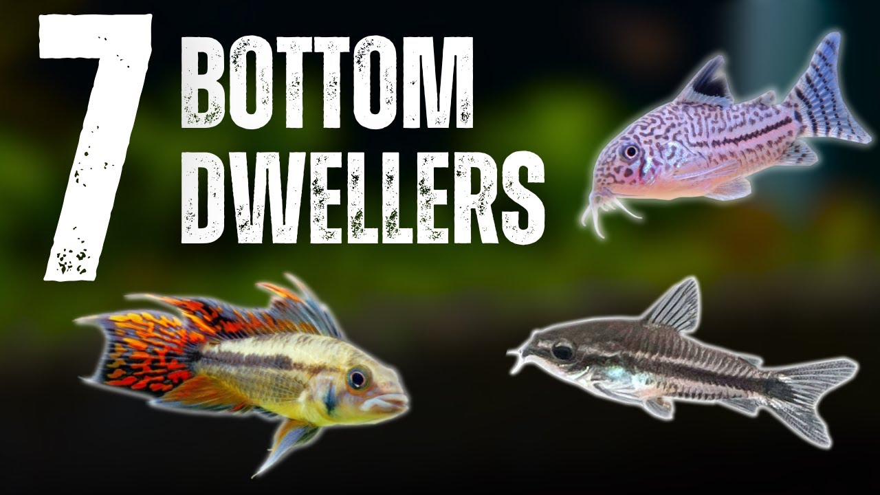 Best Bottom Dwellers for Freshwater Aquariums &ndash; Top 7