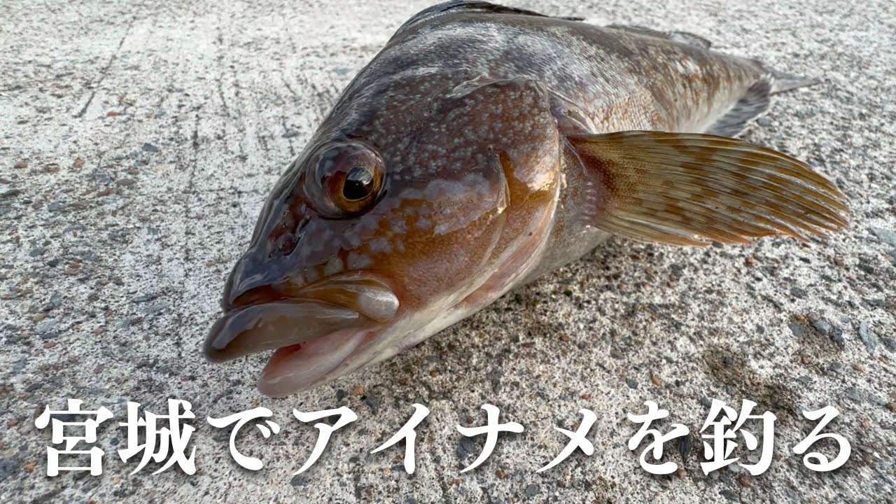 【初めての釣り車中泊】3泊4日の宮城県釣り旅