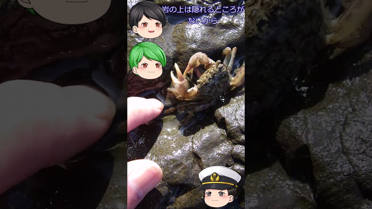 カクベンケイガニ