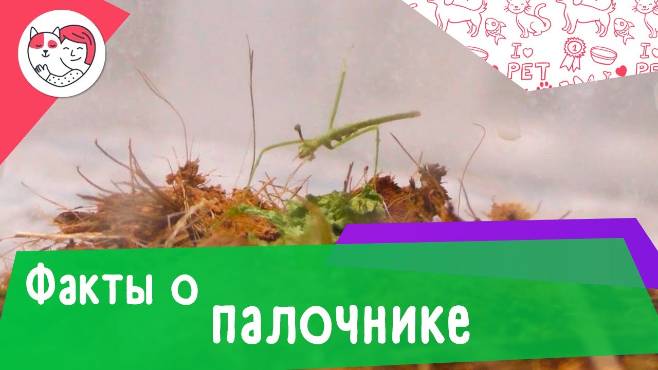 5 интересных фактов о палочниках