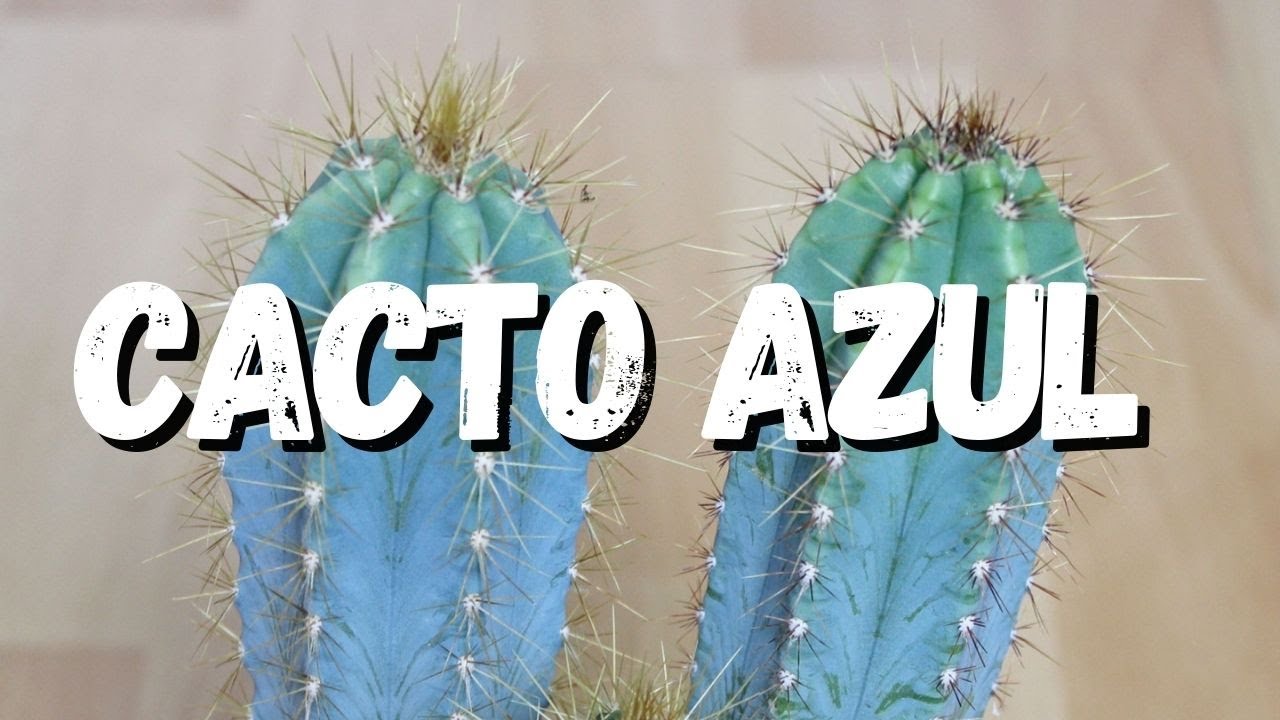 Cacto Azul: Saiba Tudo Sobre Essa Planta