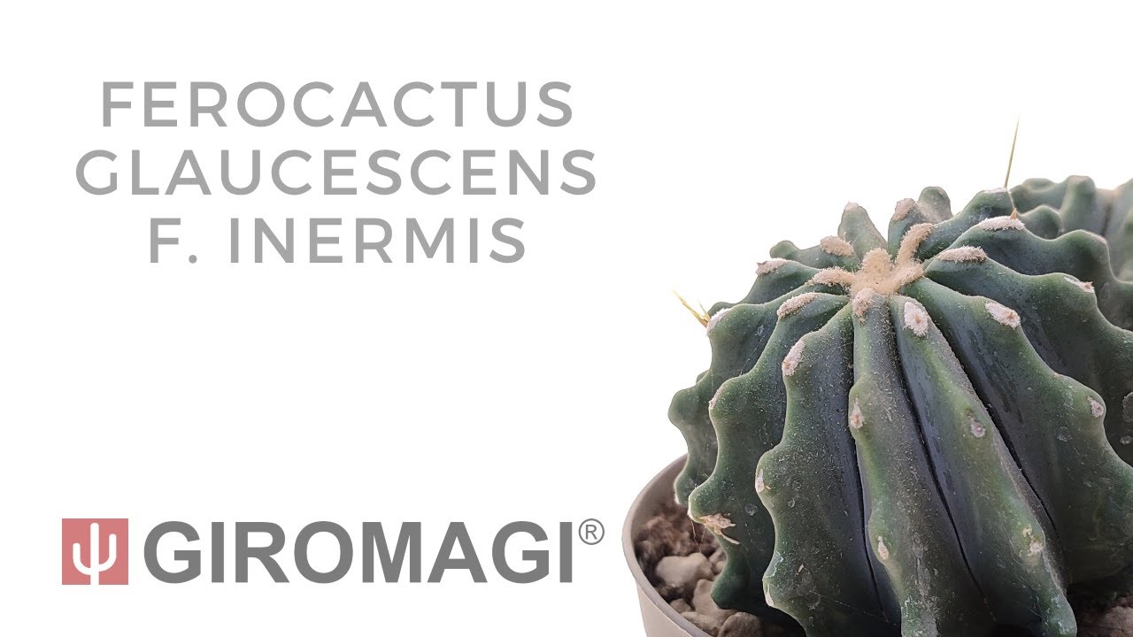 Ferocactus glaucescens f.  inermis