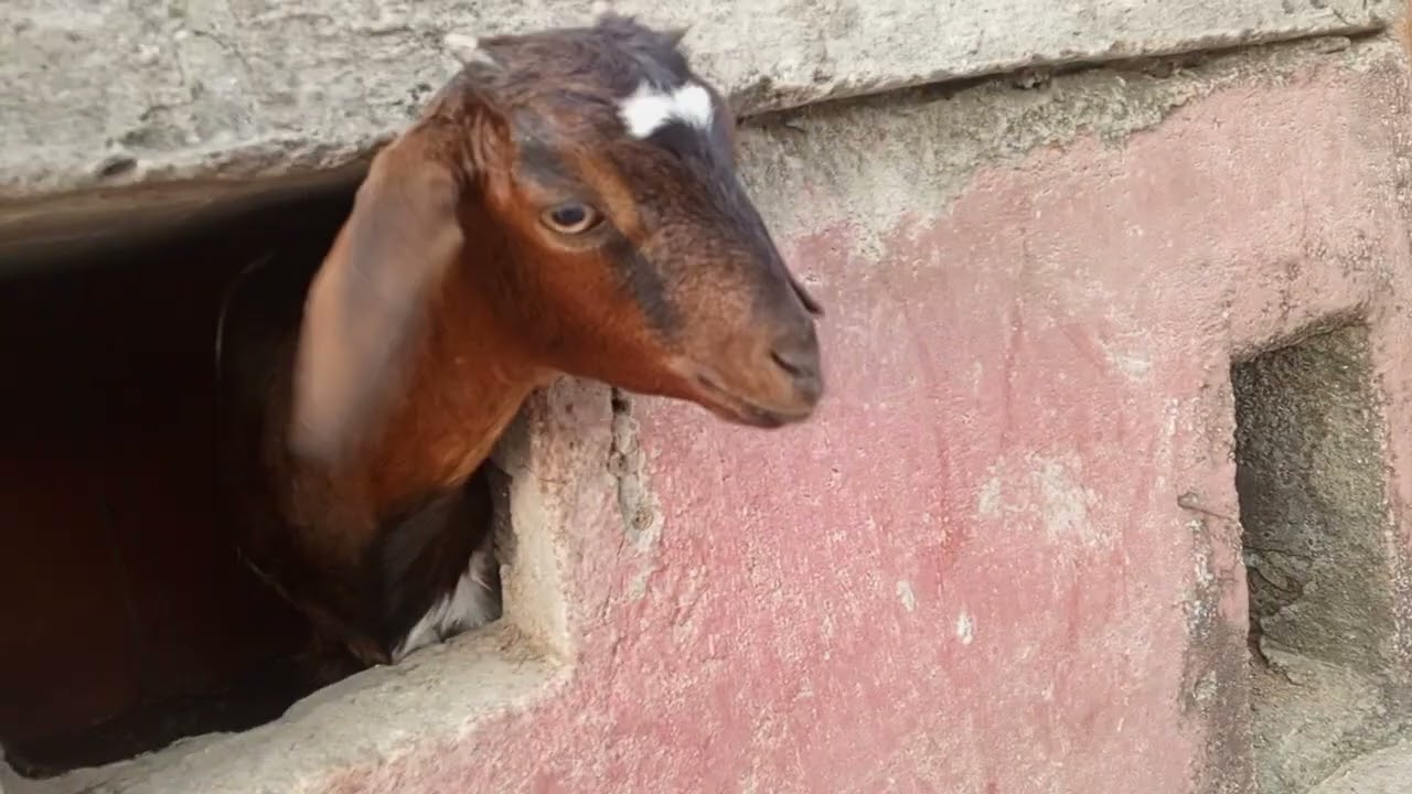 Goat new house 🏡 hello there  👋🏻