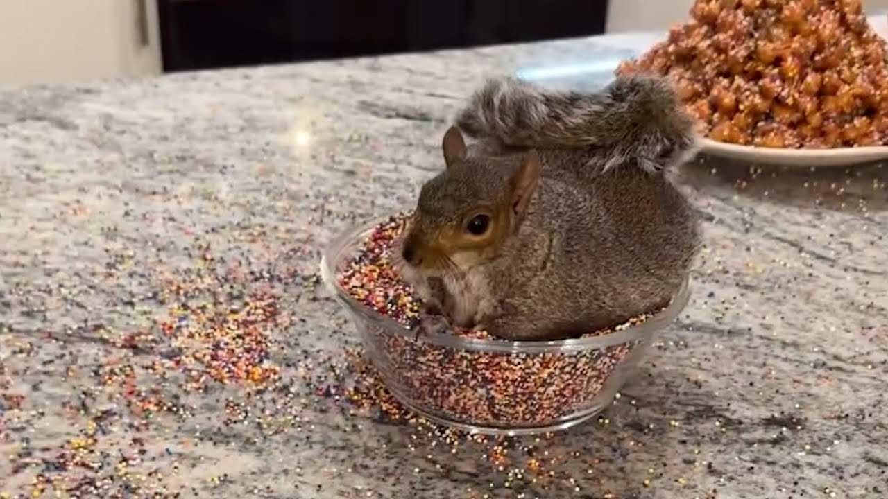 Rescued Squirrel Gets A Sprinkle Birthday Party | The Koala