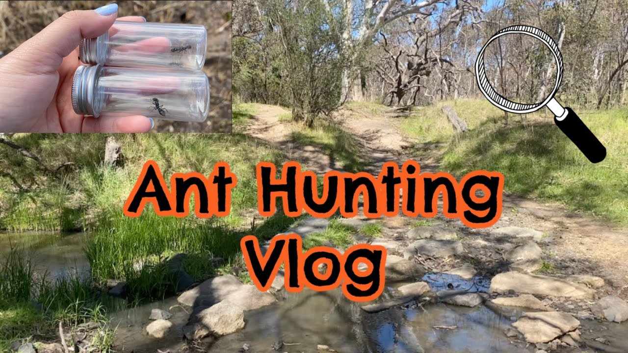 Ant Hunting Vlog || Anna's Antics
