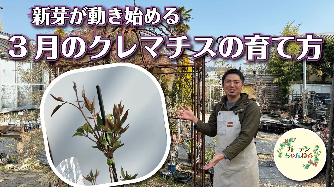 【つるを誘導しよう】３月のクレマチス解説