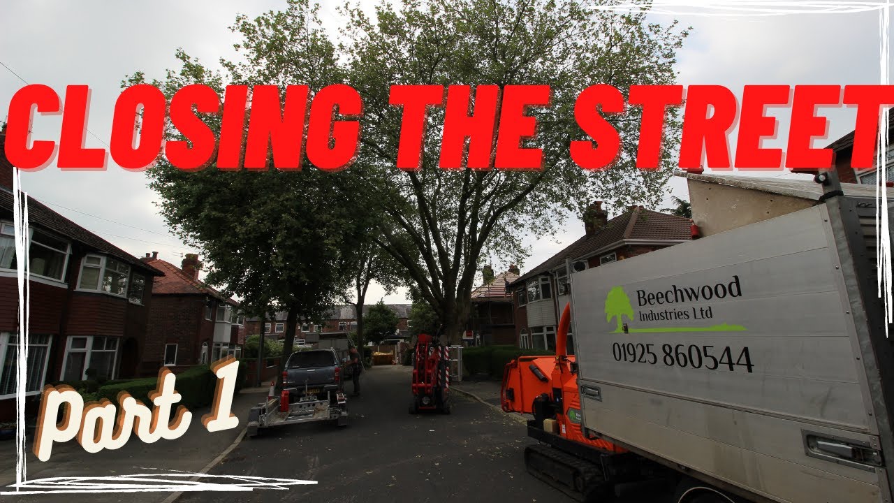 Large London Plane Removal with MEWP (Part 1/2)