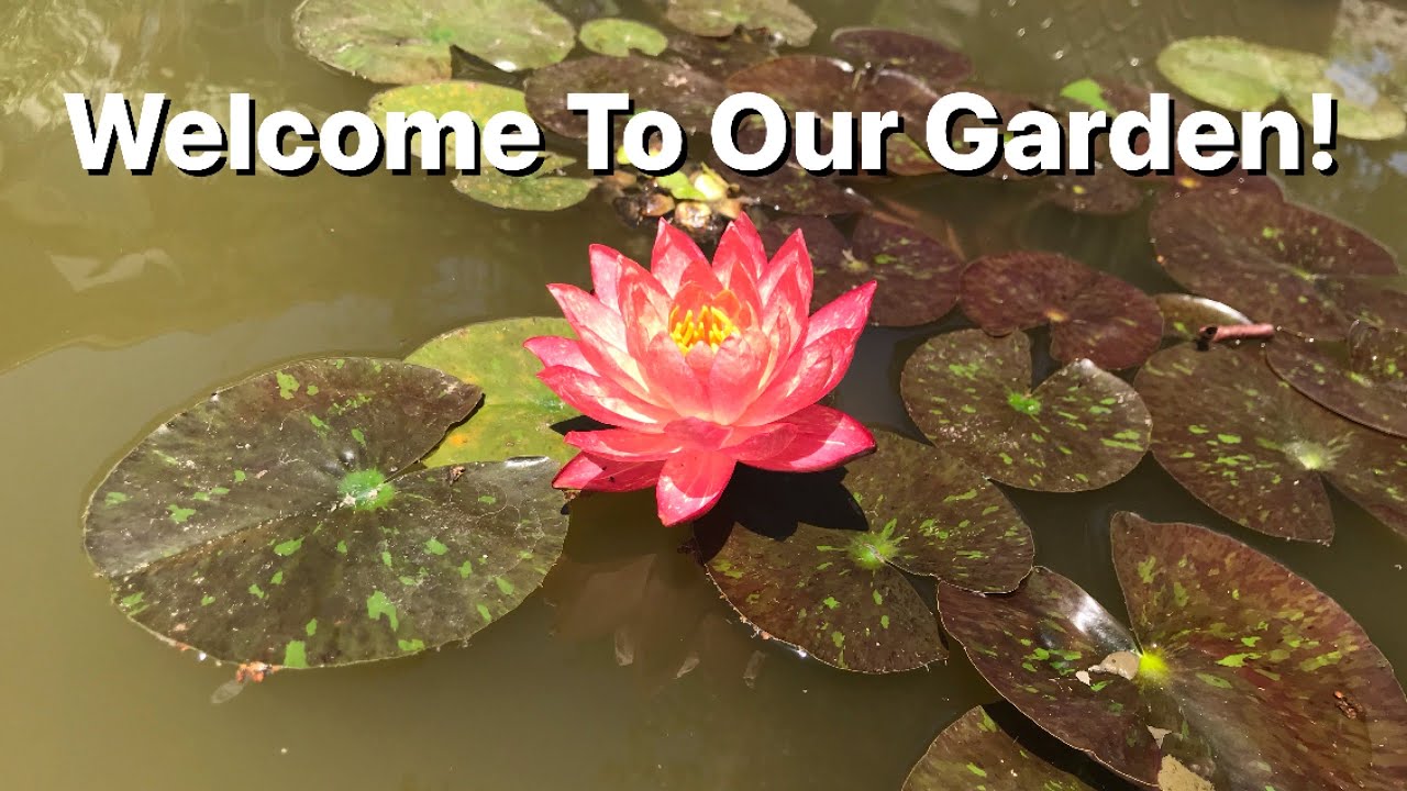 Take a Tour of our Garden! :)