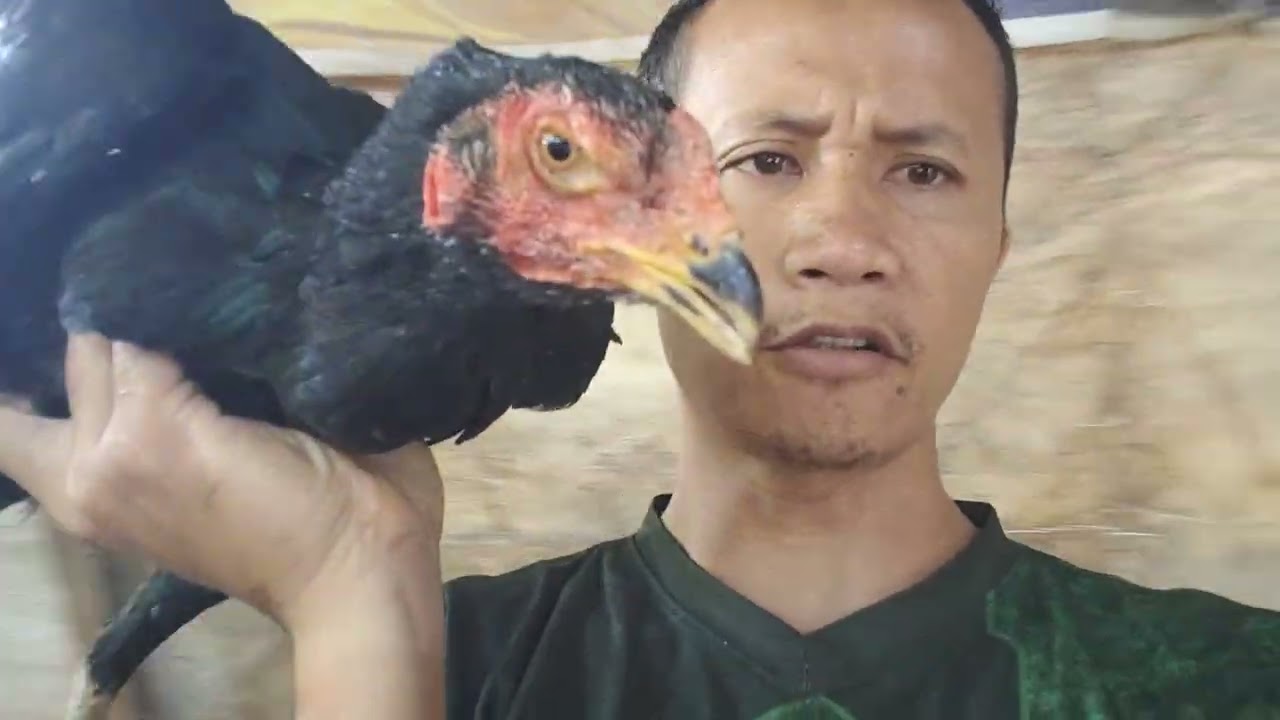 Vlog Main Ke Kandang PakDe