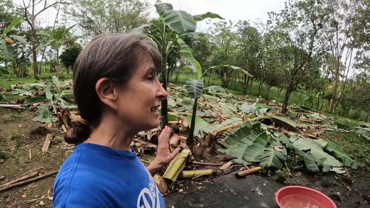 Катастрофа с банановым деревом на курином дворе!