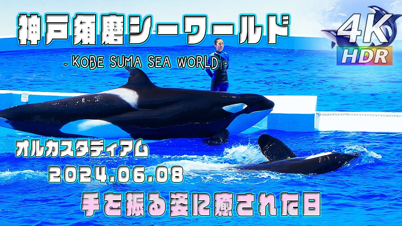 【4K HDR】手をふるシャチの可愛さよ！6月8日シャチパフォーマンス - 神戸須磨シーワールド  オルカスタディアム - KOBE SUMA SEA WORLD - スマシー VLOG