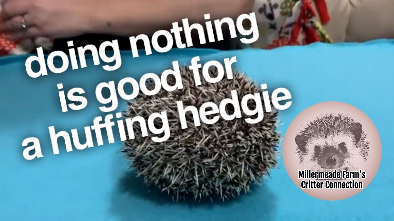 Huffing & puffing is normal | Be patient with your hedgehog and do nothing