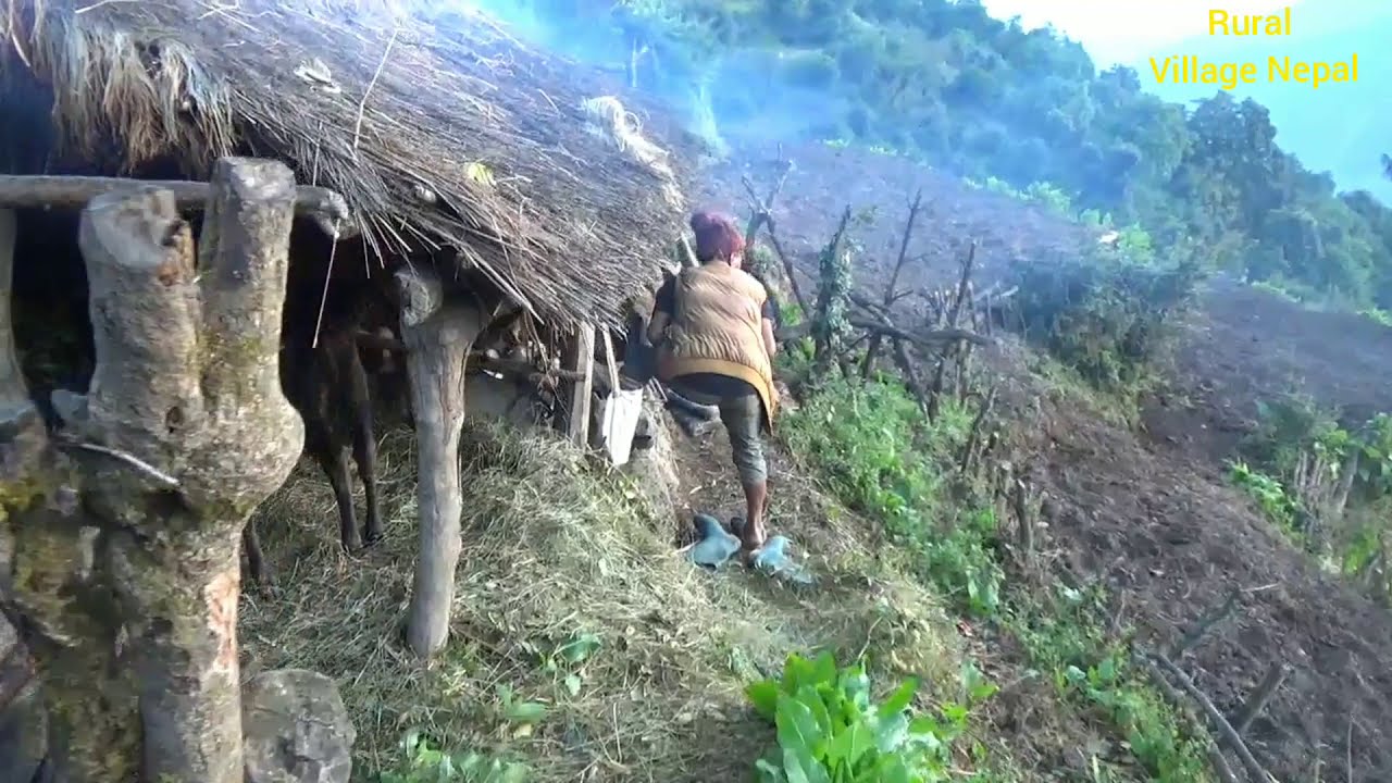 Cowherd food //dido and pumpkin /potato curry//🐂🐂rural village nepal🐂🐂
