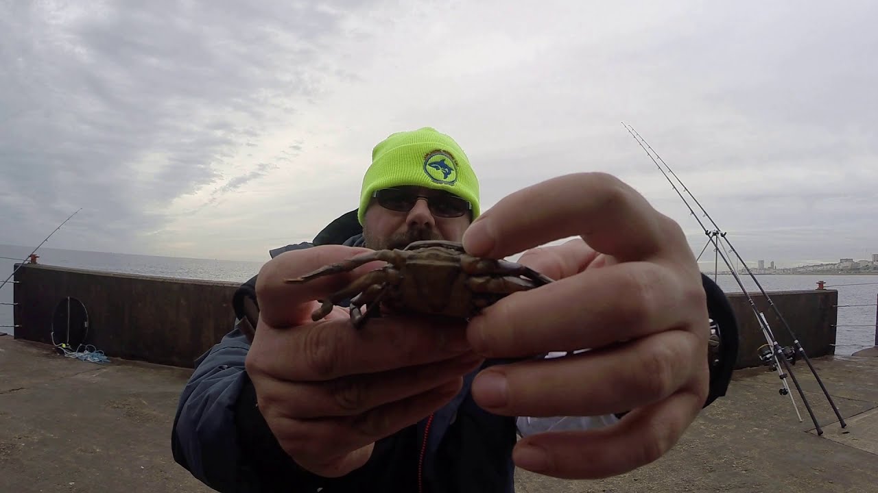 Cod Fishing Baits - Peeler Crab and Squid Cocktail