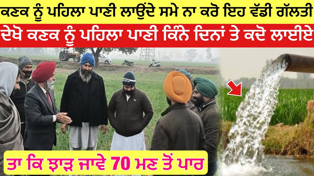 ਕਣਕ ਪਹਿਲਾ ਪਾਣੀ ਲਾਉਂਦੇ ਸਮੇ ਨਾ ਕਰੋ ਇਹ ਵੱਡੀ ਗੱਲਤੀ ਨਹੀ ਤਾ ਪਛਤਾਉਣਾ ਪੈਣਾ | first irrigation in wheat