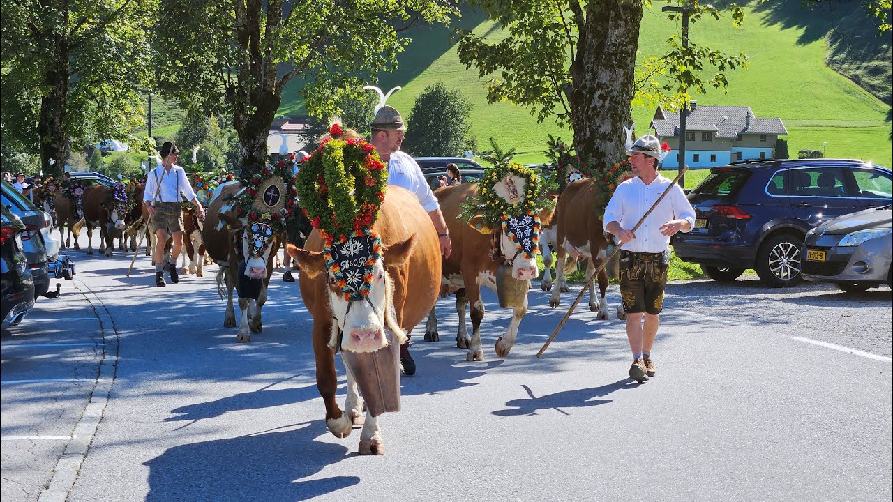 Almabtrieb am Achensee 2024