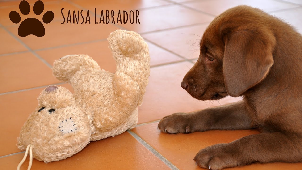 Playful Sansa Labrador puppy - Day 2