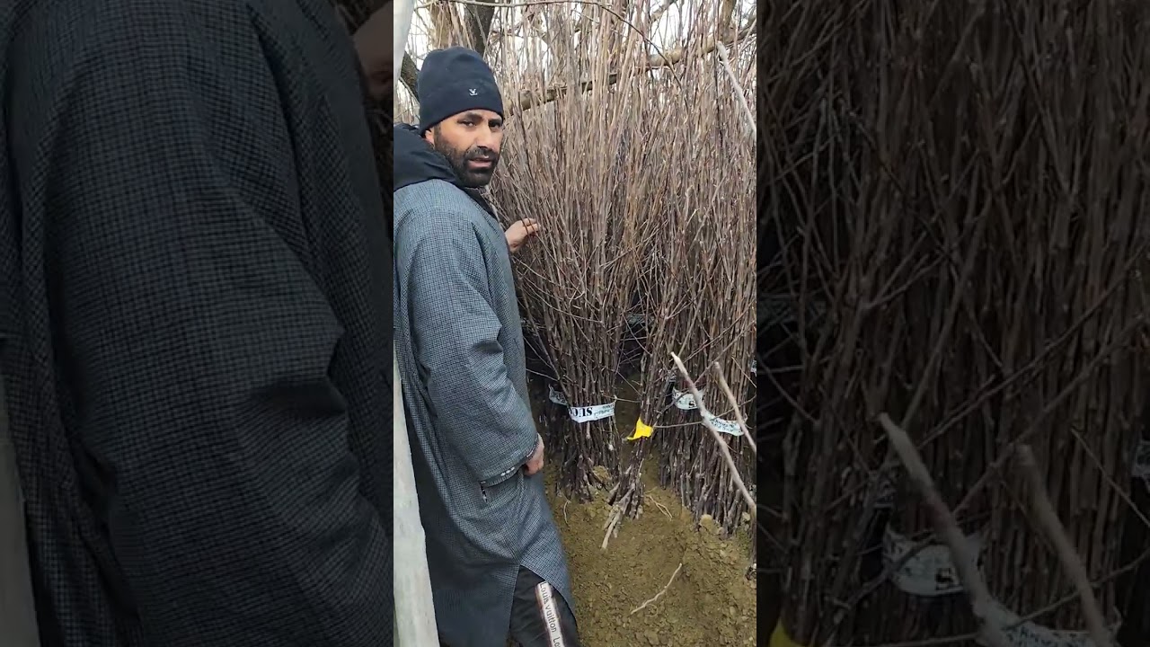 Plants Available at Kashmir Orchards Putukhah Sopore call 7006349834