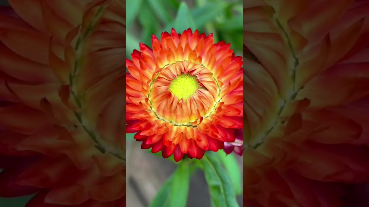 Puokštė gėlių.Utena lt.