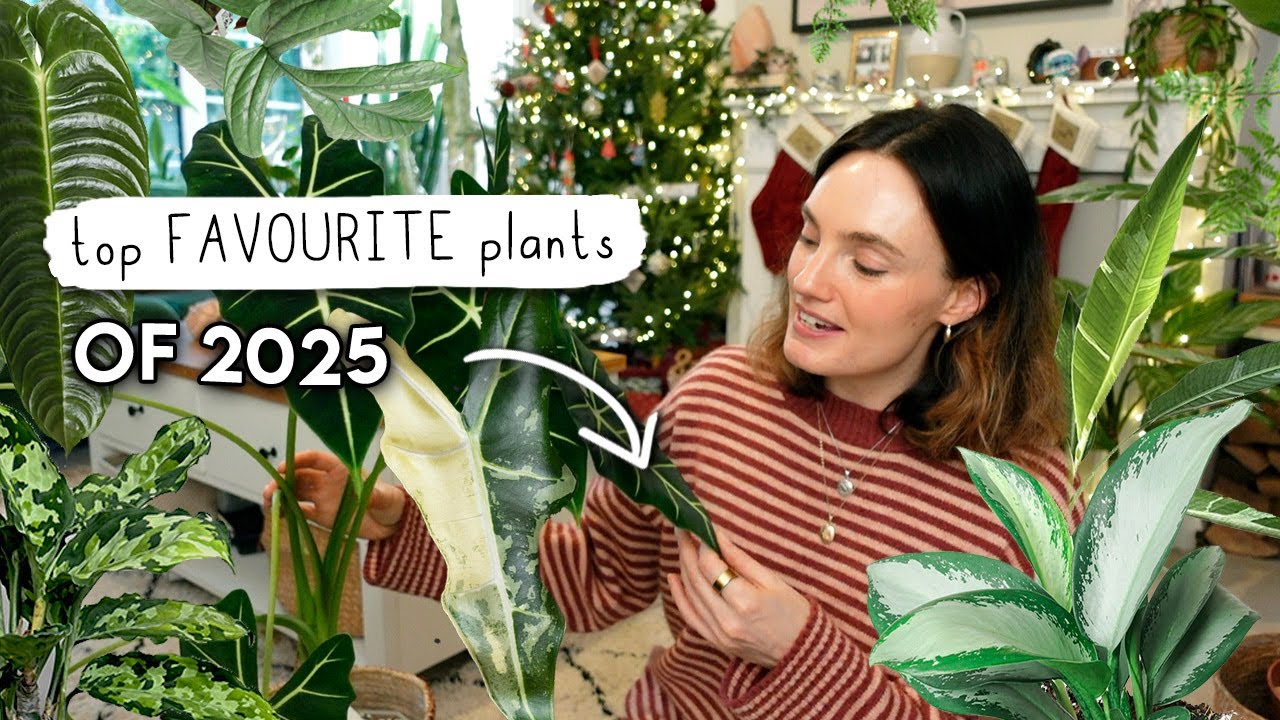 Top 10 Plants of 2025 💚 Favourite Houseplants Round-up!